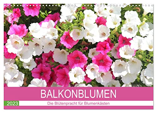 Balkonblumen. Die Blütenpracht für Blumenkästen (Wandkalender 2023 DIN A3 quer), Calvendo Monatskalender