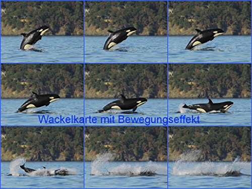 Lentikular-Postkarte mit Wechselbild/Wackelkarte Wale:'SPRINGENDER SCHWERTWAL (ORCA)'