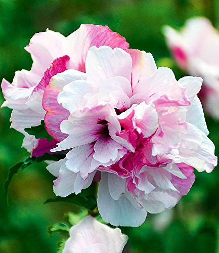 BALDUR-Garten Freiland-Hibiskus French Cabaret Pastel, 1 Pflanze Hibiscus gefüllte Blüten winterhart