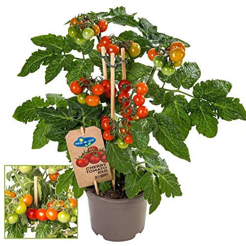 Exotenherz - Kirschtomate - Cherrytomate - Pflanze mit vielen Früchten - für Balkon und Garten - 14cm Topf - Gemüse-To-Go