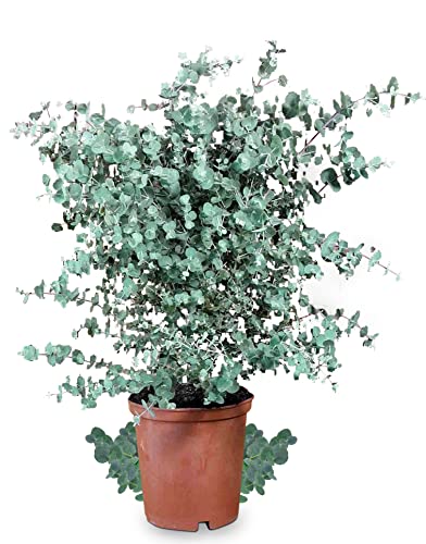 Meine Orangerie Eukalyptus Baum | Eucalyptus gunnii 'Silverdrop' | ca. 60-80cm | Winterharte Eukalyptus Pflanze echt | Schöne Garten und Balkon Pflanze im 12l Topf