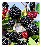 BALDUR Garten Zuckerbrombeere 'Asterina®' 1 Pflanze, Rubus fruticosus winterhart Brombeerpflanze Brombeerstrauch, blühend, robuste Pflanze, Obst-Rarität
