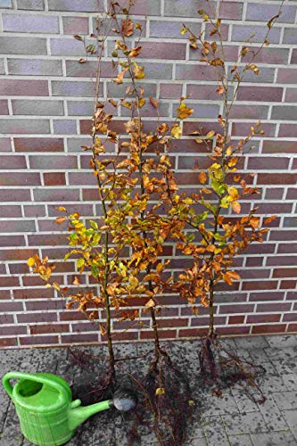 50st. Rotbuchen 40-60cm Gartenhecke Heckenpflanzen Fagus sylvatica Rotbuche Wurzelware