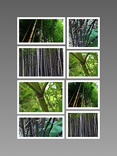 Winterharter Riesen-Bambus Mix 165 Samen - 4 Sorten