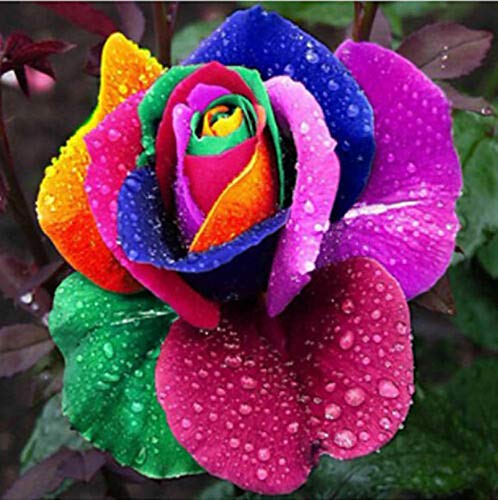 Rose Samen, 200Pcs / Tasche Regenbogen-Rosen-Samen Schöne Schnell Keimung Samen Blumentopf Bonsai Seed für Ideal im Freien Gartenarbeit Geschenk