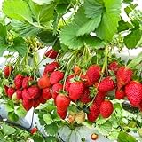 Erdbeerpflanze 'Monterey' Immertragende Erdbeeren, Kletter-Erdbeere ab März - Hohe Erträge und sehr süße Früchte - Set mit 10 Pflanzen ERDBEEREN - Mehrjährig, Superobst für Garten