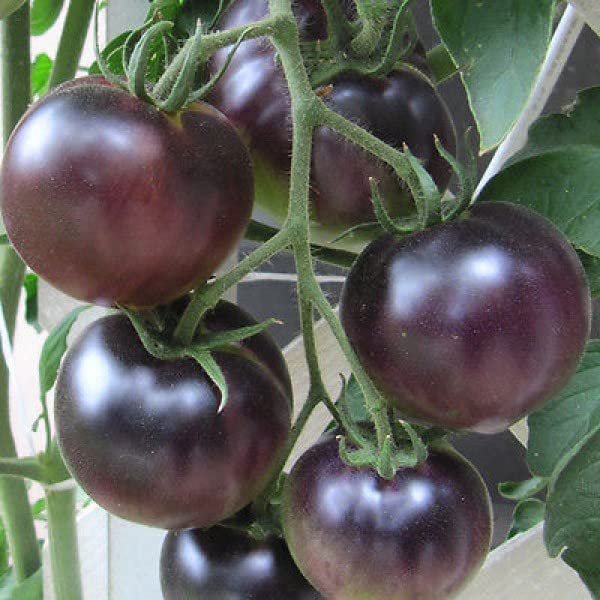 Tomatenpflanzen Tomaten Jungpflanzen Pflanzen Topf Balkon Ampel Gewächshaus Harzfeuer (Black Cherry)