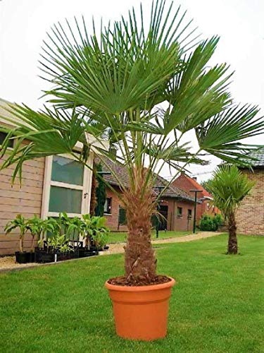 Seltene Palmen Kreuzung Trachycarpus Fortunei/Wagnerianus bis 160 cm. Frosthart bis - 18 Grad Celsius
