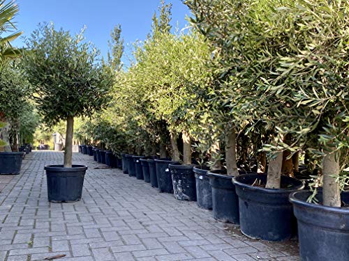 Olivenbaum Olive '30 Jahre' 190 cm, A+ Qualität, winterhart, Olea Lechin