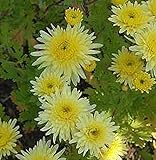 Winteraster Lichtkuppel - Chrysanthemum Indicum - Gartenpflanze