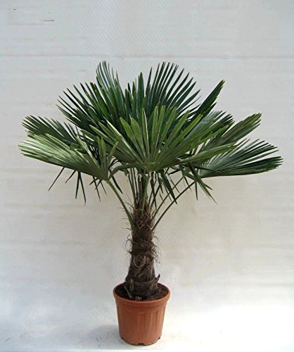 Winterharte Hanfpalme - Trachycarpus fortunei - Gesamthöhe 140-170cm Stamm 40-50cm Topf Ø 36 cm 20 Ltr.) [1803]
