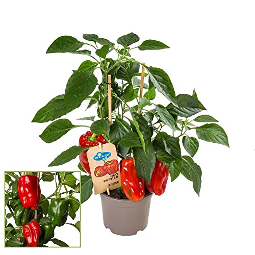 Exotenherz - Paprika-Pflanze mit roten Früchten - für Balkon und Garten - 14cm Topf - Gemüse-To-Go