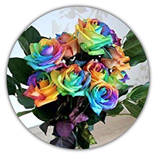 Regenbogen Rose/Bunte Rose/ca. 50 Samen/Rosensamen/Geschenk für Verliebte/Geburtstagsgeschenk