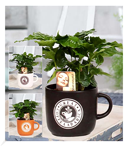 BALDUR Garten Coffea Arabica im Barista Keramiktopf, 1 Kaffee-Pflanze Kaffeebaum Kaffeestrauch Zimmerpflanze, Grünpflanze, die Blüten der Pflanze duften, mehrjährig - frostfrei halten, blühend