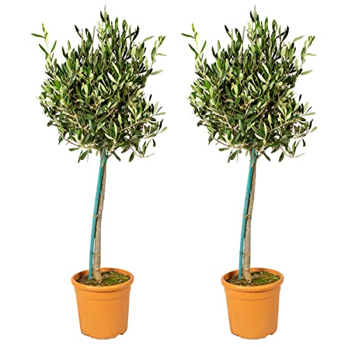 2x Olea Europaea - Olivenbaum am Stamm - Baum - Winterhart – ⌀19 cm - 80-90 cm