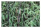 1 x Fargesia nitida 'Black Pearl' (Schwarzer Bambus) C2 BLICKFANG/SELTENHEIT