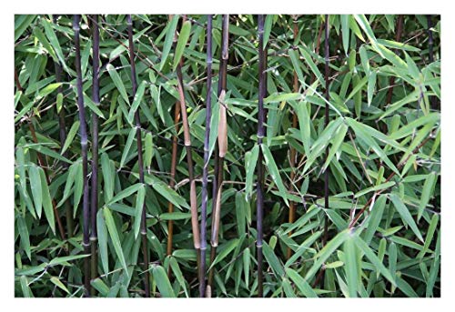1 x Fargesia nitida 'Black Pearl' (Schwarzer Bambus) C2 BLICKFANG/SELTENHEIT