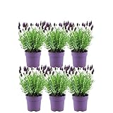 Plants by Frank – 6er Set Französischer Lavendel | Schopflavendel | 6 x Lavandula stoechas Anouk® 13 cm Topf - Lavendel Pflanze - Frisch aus der Gärtnerei