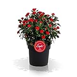 Zepeti Beetrose, rot, Rosenbusch, winterhart, Blume, Pflanze für Garten, Terrasse, Balkon oder Kübel