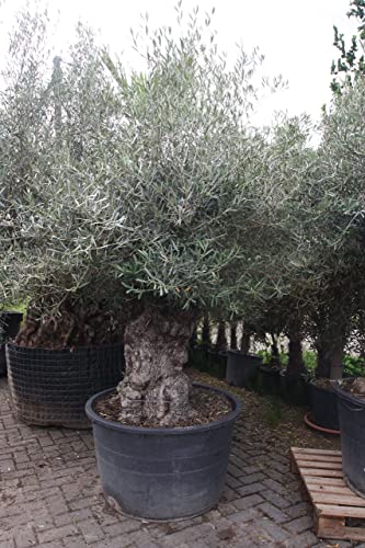 Olivenbaum, stammumfang 120-140cm, Höhe ca. 250 cm, ca. 150 jahre alt