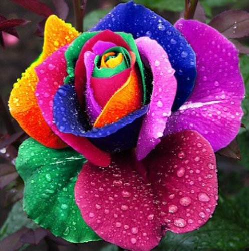 100 Samen Seltene Holland Regenbogen-Rosen Samen Blumen-Liebhaber bunte Hausgarten-Pflanzen selten Regenbogen stieg Blumensamen