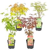Bloomique - Acer mix - 4 Stücke - Winterharte Pflanzen - Japanischer Ahorn - Baum - Gartenpflanzen Winterhart - Topf 10,5 cm - Lieferhöhe 30 cm