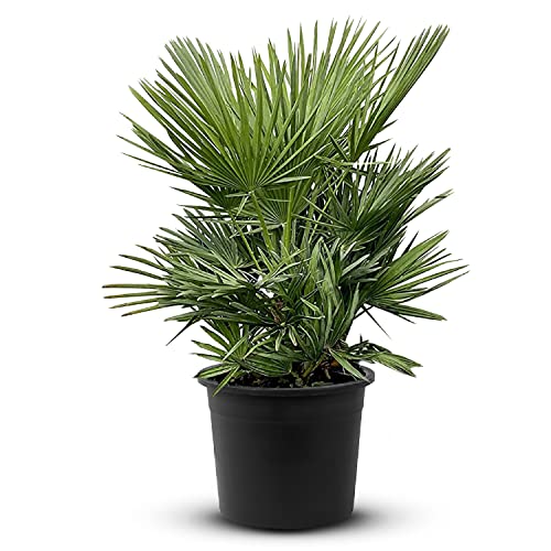 Tropictrees Chamaerops Humilis | Zwergpalme winterhart & kältebeständig, mit einer Höhe von 80 cm | Kleinwüchsig | Outdoor Grünpflanzen | Outdoor Palme