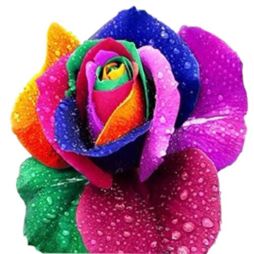 Regenbogen Rose/Einhornrose/Bunte Rose/ca. 50 Samen/Rosensamen/Geschenk für Verliebte/Geburtstagsgeschenk