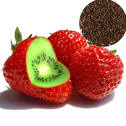 FeiyanfyQ 500Pcs Seltene Erdbeer-Kiwi-Samen Süße Frucht Yard Bonsai Garten Balkonpflanze - Kiwi-Erdbeer-Samen