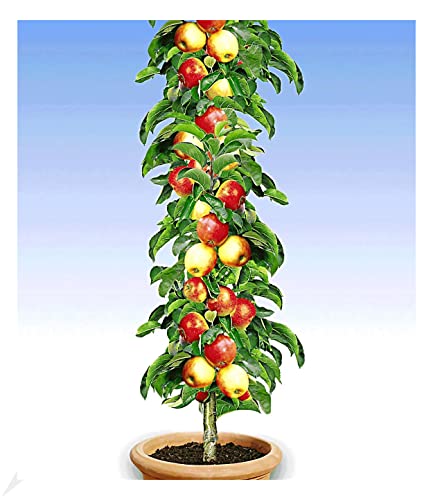 BALDUR Garten Säulen-Apfel 'Braeburn', 1 Pflanze, Apfelbaum Malus domestica, winterhart, platzsparende Säule für kleine Gärten, Balkone & Terrassen, Wasserbedarf gering
