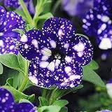 200 Stück Lila Sternenhimmel Petunien-Samen Einzigartige Blumensamen Machen Ihren Garten Schön Landschaft Seltene Petunien-Sorten