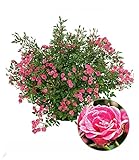 BALDUR Garten Lilly Rose® 'Wonder5', 1 Pflanze, Balkonrose für Töpfe und Kübel, winterhart, blühend, Schnittblume, viele Blüten, robust, Rosen-Rarität
