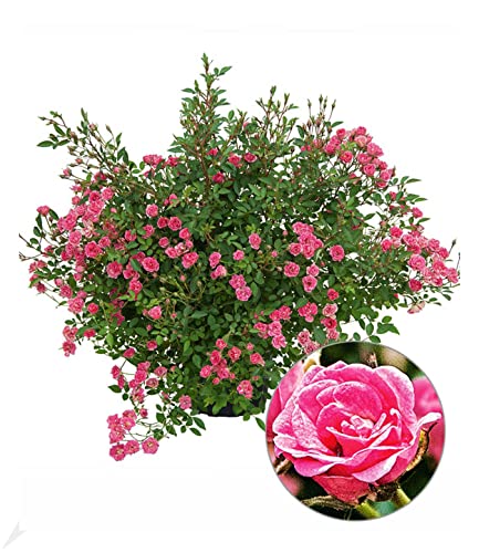 BALDUR Garten Lilly Rose® Wonder5, 1 Pflanze, Balkonrose für Töpfe und Kübel, winterhart, blühend, Schnittblume, viele Blüten, robust, Rosen-Rarität