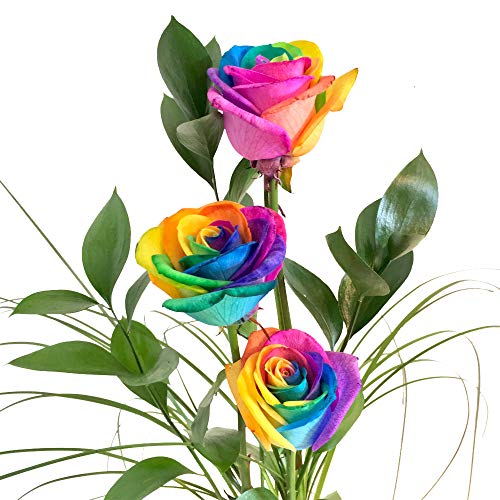 3 bunte Rosen - Regenbogenrosen - Dekoriert mit Ruskus und Gräsern - Inklusive Kultvase - Inklusive Grußkarte