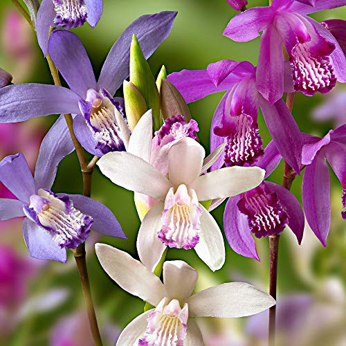 3x Bletilla striata | Orchideen Blumenzwiebeln Winterhart | Sommerblüher Mischung | Garten und Balkon