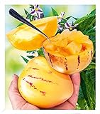 BALDUR Garten Melonenbirne 'Sugar Gold®', 1 Pflanze Solanum muricatum Birnenmelone Sugar Gold Melonenpflanze, Riesenfrüchte, mehrjährig, selbstfruchtend, schnellwüchsig, Obst
