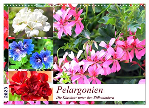 Pelargonien. Die Klassiker unter den Blühwundern (Wandkalender 2023 DIN A3 quer), Calvendo Monatskalender