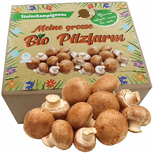 XXL Bio Steinchampignon 10 kg Pilzzuchtset - Pilze selber züchten