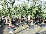 gruenwaren jakubik Trachycarpus fortunei 140 cm Palme Hanfpalme, winterhart bis -18°C