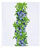 BALDUR Garten Säulen-Zwetschgen 'Anja®', 1 Pflanze, Pflaumenbaum, Prunus domestica, winterhart, platzsparende Säule für kleine Gärten, Balkone & Terrassen