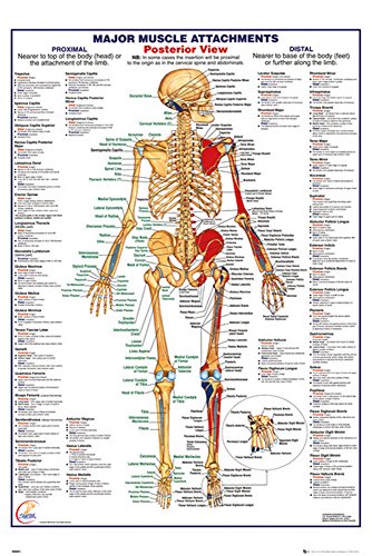 Educational - HThe Human Body Posterior Muscle Muskeln - Poster Anatomie - Grösse 61x91,5 cm