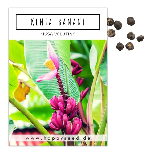 Kenia Bananen Samen (Musa velutina) - Exotische rosa Zwergbanane mit wunderschönen Blüten und kleinen, roten Bananen