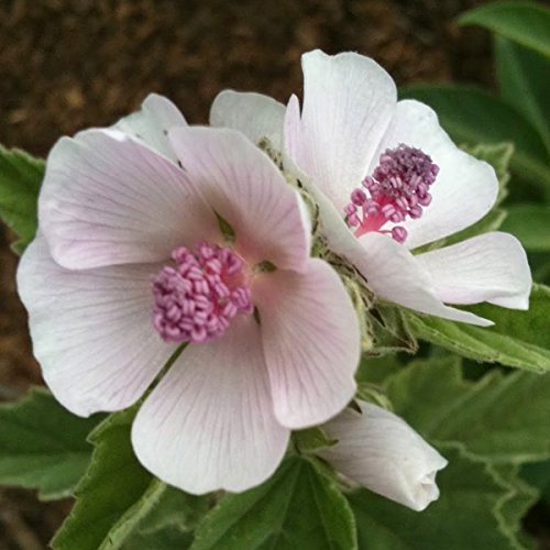 Echter Eibisch - Althaea officinalis – mehrjährige, frostharte Zierpflanze – Gewürz- und Arzneipflanze – Halva – 300 Samen