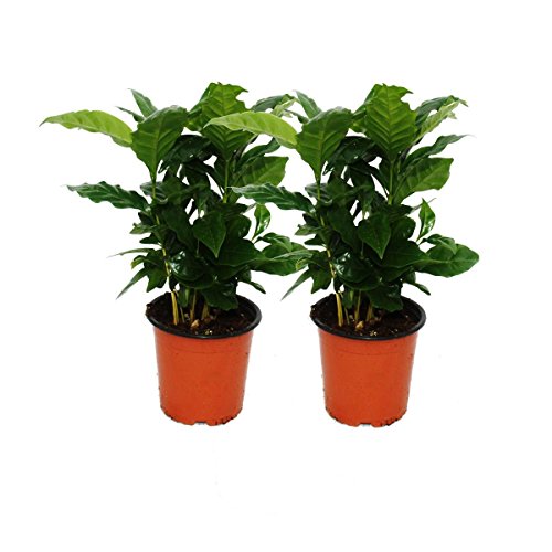 Exotenherz - Kaffee Pflanze (Coffea arabica) 2 Pflanze - Zimmerpflanze