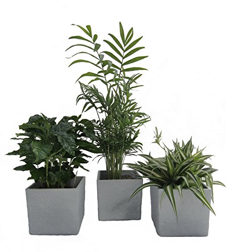 Luftrein Zimmerpflanzen Mix im Scheurich Würfelumtopf grau-stone, 14x14cm, 3 Pflanzen + 3 Umtöpfe