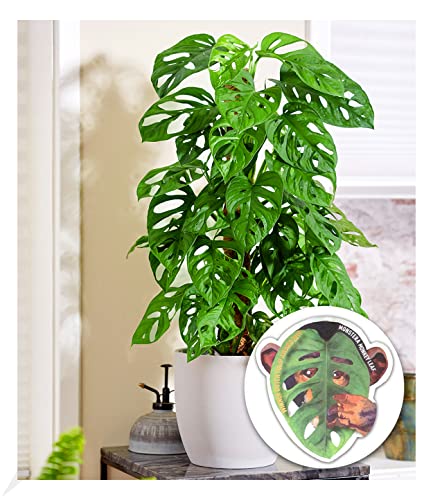 BALDUR-Garten Monstera Monkey Leaf, 1 Pflanze, Luftreinigende Zimmerpflanze, unterstützt das Raumklima, Fensterblatt, Grünpflanze, mehrjährig - frostfrei halten, Monstera adansonii