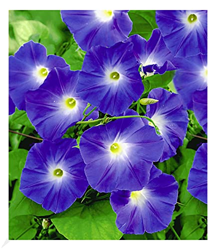 BALDUR Garten Trichterwinde 'Blue Hardy', 1 Pflanze, Ipomoea Indica, Kletterpflanze winterhart Prunkwinde, Wasserbedarf gering, blühen den ganzen Sommer