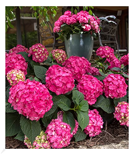 BALDUR Garten Hortensie Endless Summer® Summer Love, 1 Pflanze, durchblühend, blüht am einjährigen Trieb, winterhart, blühend, Hydrangea macrophylla