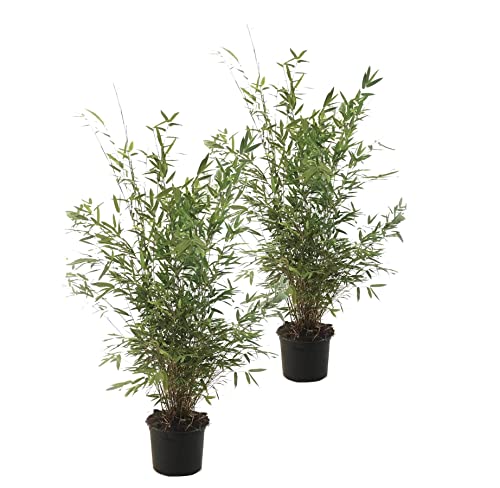 Plant in a Box - Fargesia nitida 'Gansu' - 2er-Set - dunkelvioletter Bambus - Topf 17cm - Höhe 50-70cm - nicht invasiv - Winterhart Immergrün