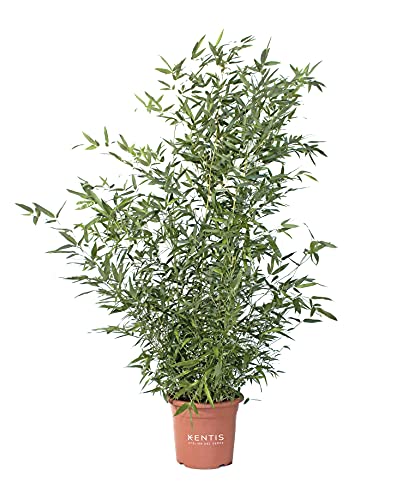 KENTIS - Bambus Phyllostachys Bissetii - Hoch 145-170 cm Topf Ø 24 cm - Winterharte Pflanzen für Garten